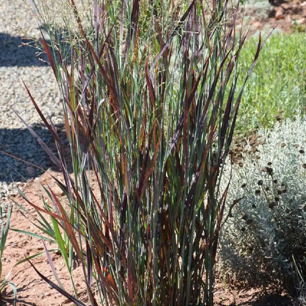Mei vișiniu - Panicum virgatum ‘Nosferatu’