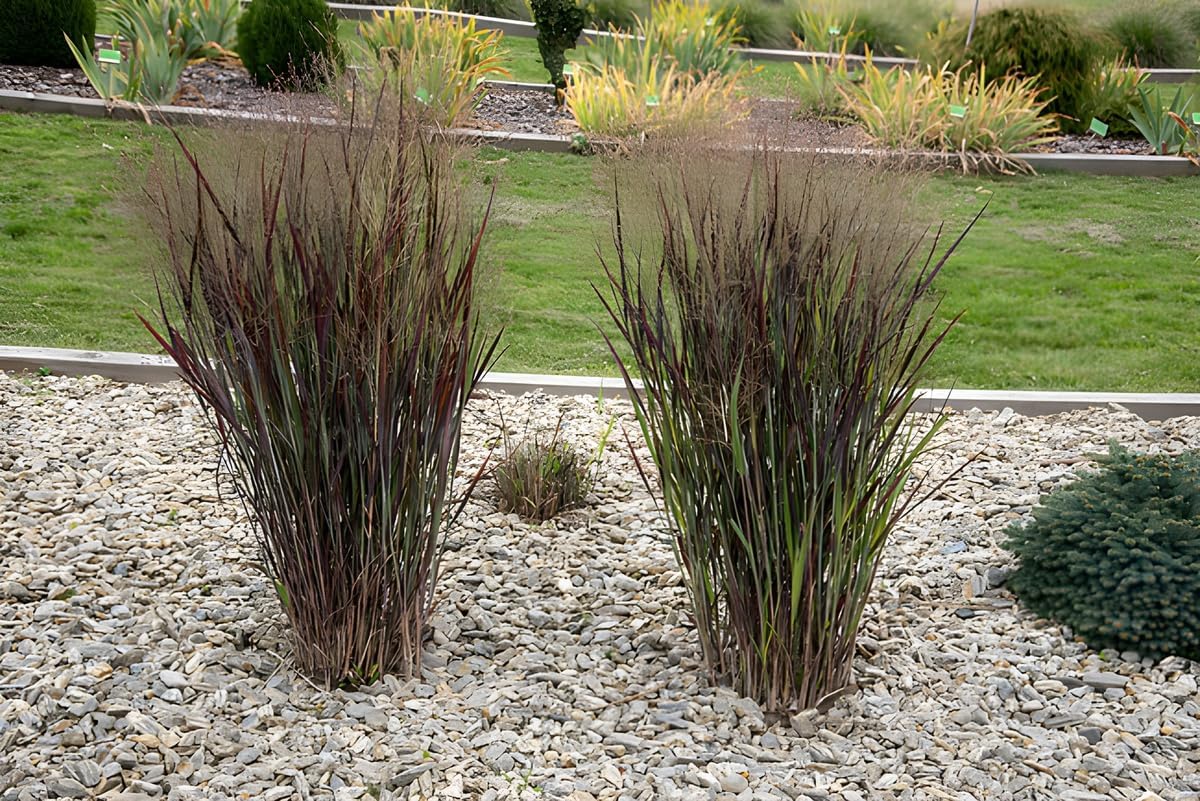 Mei vișiniu - Panicum virgatum ‘Nosferatu’