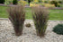 Mei vișiniu - Panicum virgatum ‘Nosferatu’