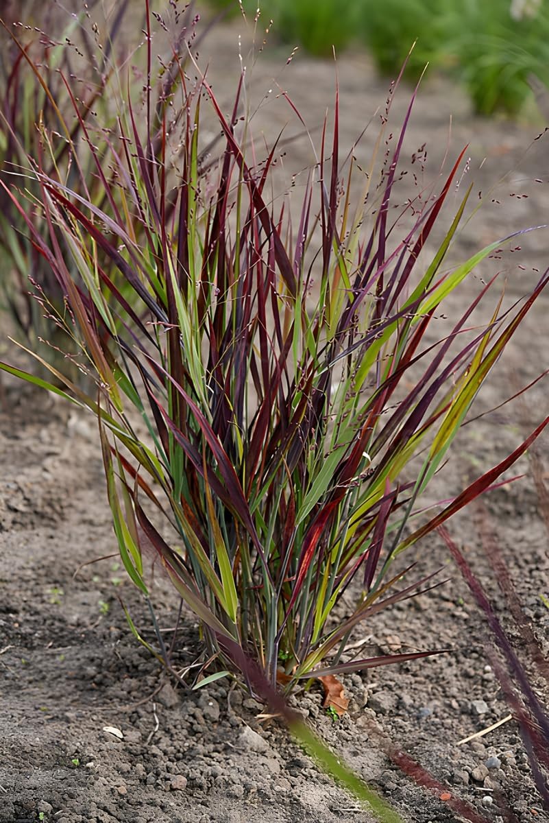 Mei vișiniu - Panicum virgatum ‘Nosferatu’