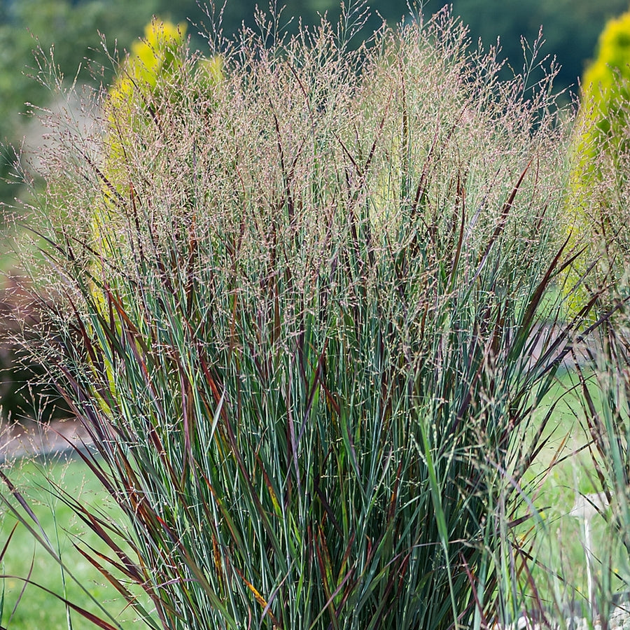 Mei vișiniu - Panicum virgatum ‘Nosferatu’