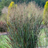 Mei vișiniu - Panicum virgatum ‘Nosferatu’
