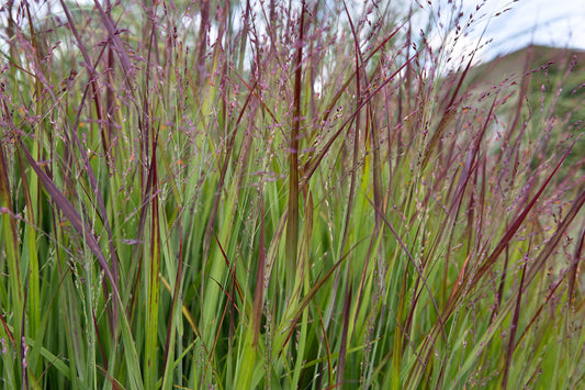 Panicum virgatum Shenandoah (Mei purpuriu)