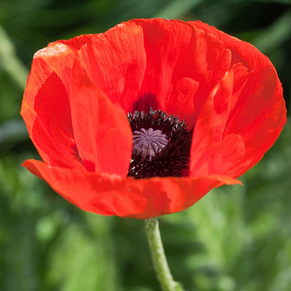 Macul oriental - Papaver orientale Allegro