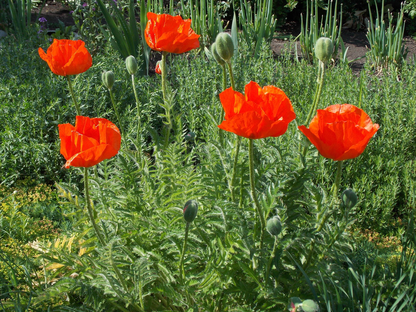 Macul oriental - Papaver orientale Allegro