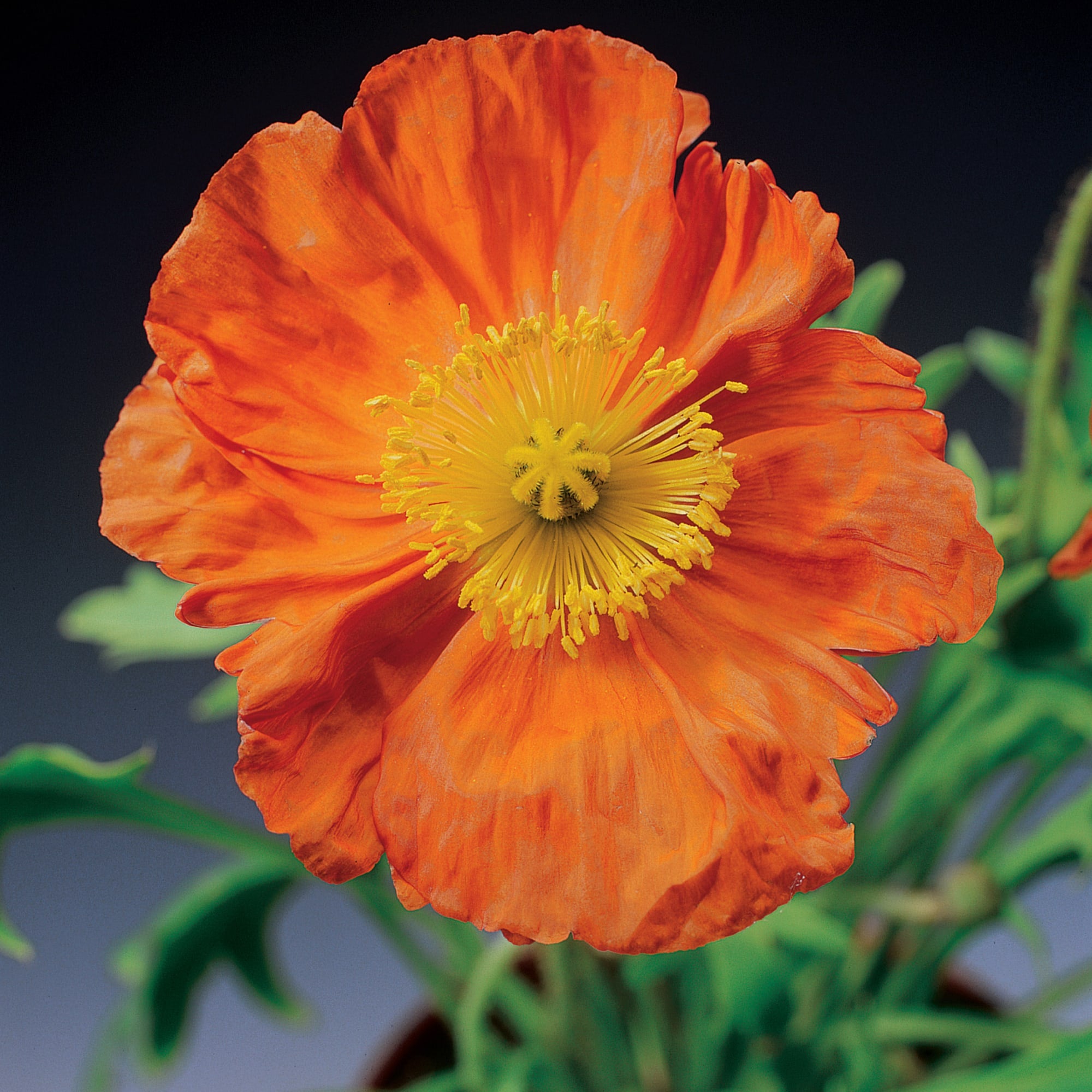 Mac islandez - Papaver nudicaule 'Pop-up Orange'
