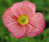 Mac islandez - Papaver nudicaule 'Pop-up Rose'