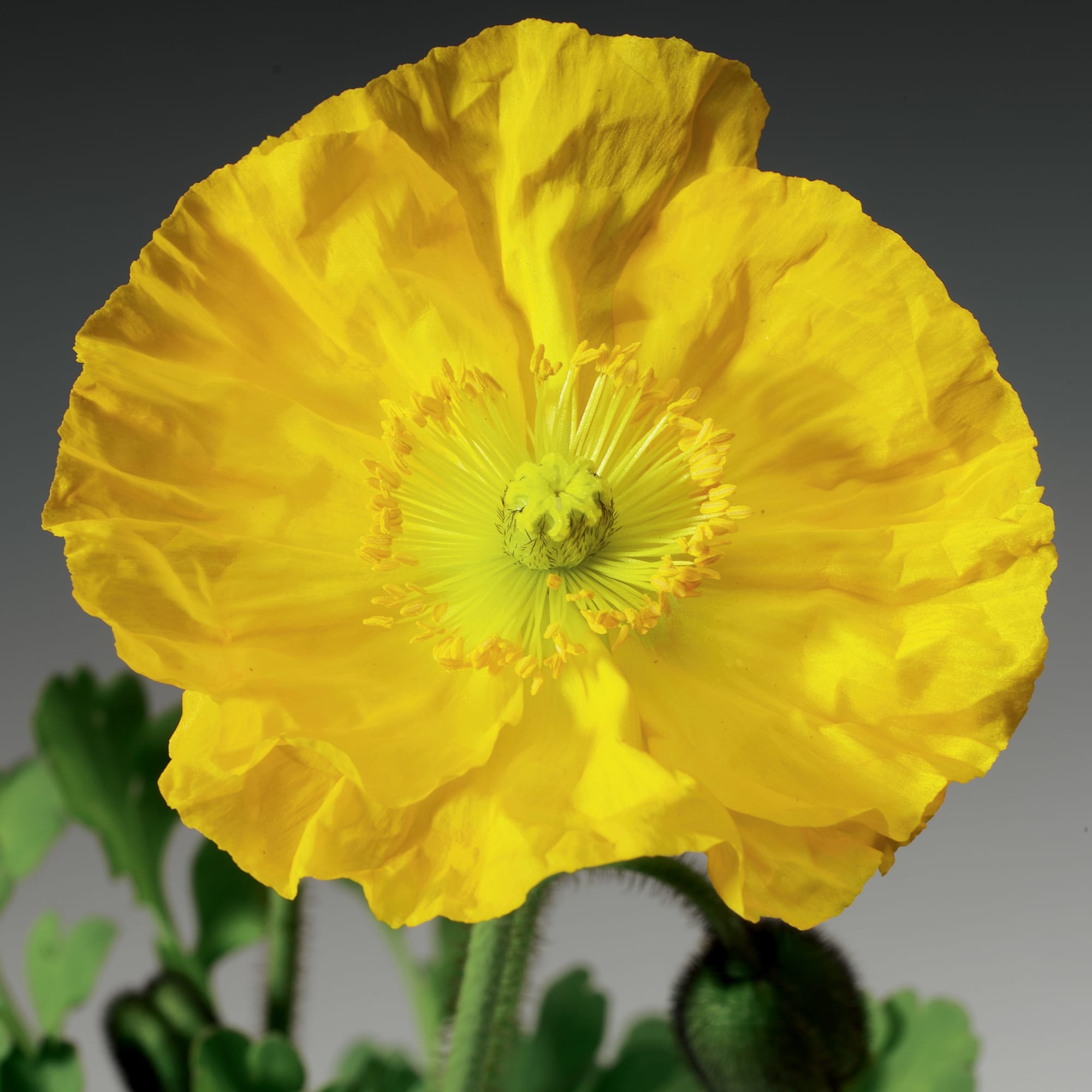 Mac islandez - Papaver nudicaule 'Pop-up Yellow'