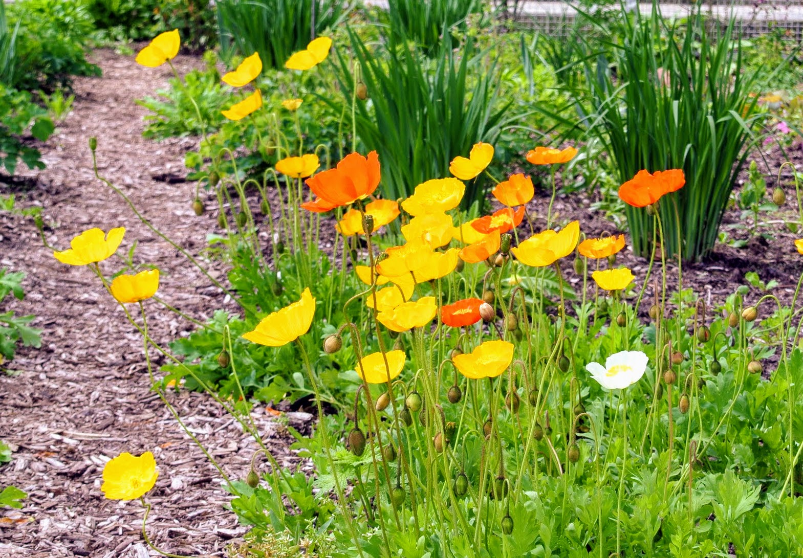 Mac islandez - Papaver nudicaule 'Pop-up Yellow'