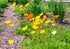Mac islandez - Papaver nudicaule 'Pop-up Yellow'