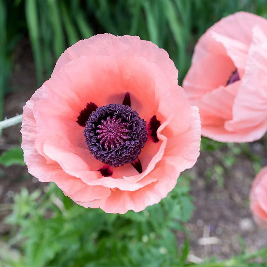 Mac roz- Papaver orientale Princess Victoria Louise