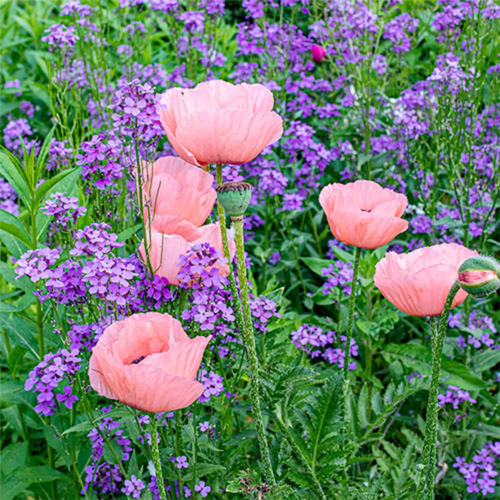 Mac roz- Papaver orientale Princess Victoria Louise