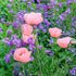 Mac roz- Papaver orientale Princess Victoria Louise