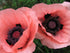 Mac roz- Papaver orientale Princess Victoria Louise