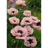 Mac roz- Papaver orientale Princess Victoria Louise