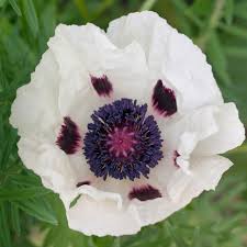 Mac alb - Papaver orientale ‘Royal Wedding’