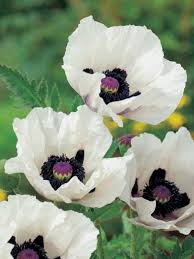 Mac alb - Papaver orientale ‘Royal Wedding’