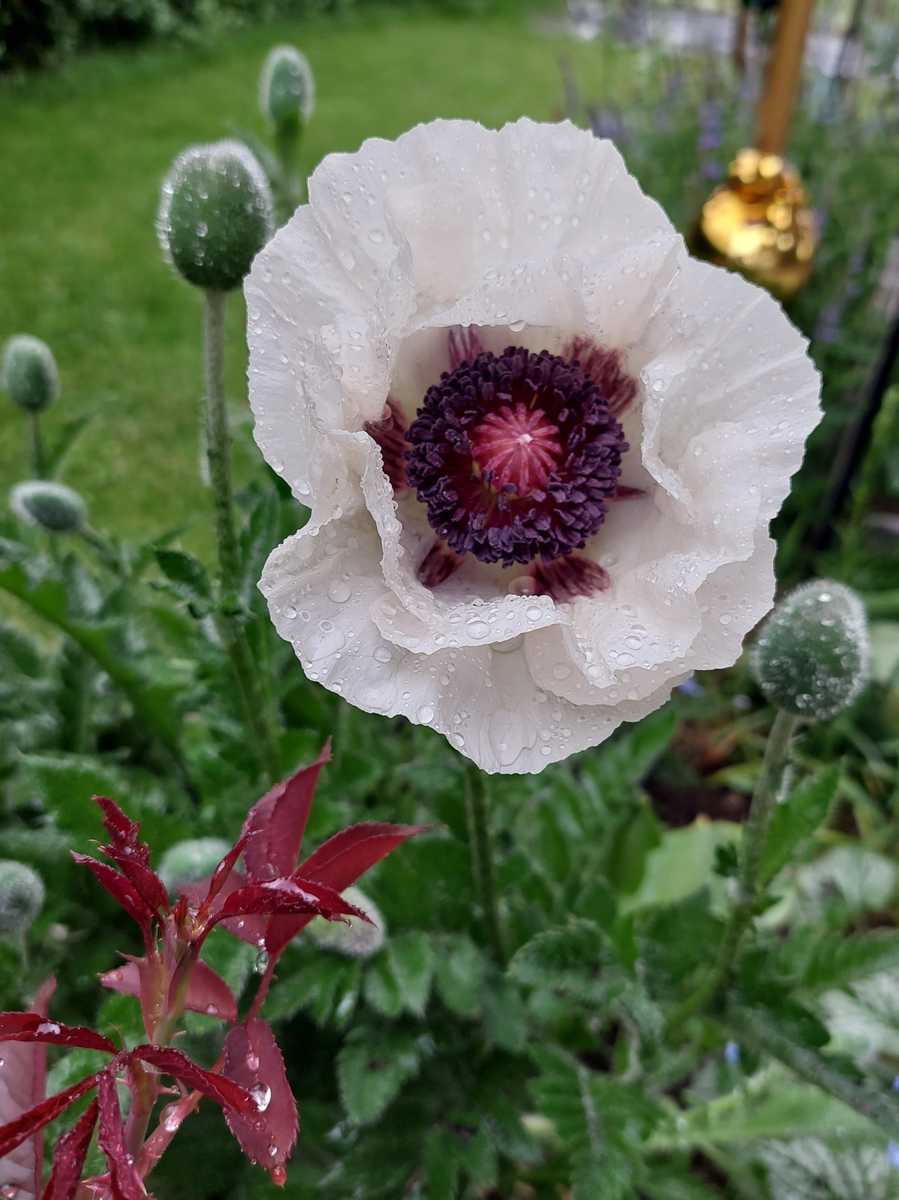 Mac alb - Papaver orientale ‘Royal Wedding’