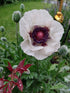 Mac alb - Papaver orientale ‘Royal Wedding’
