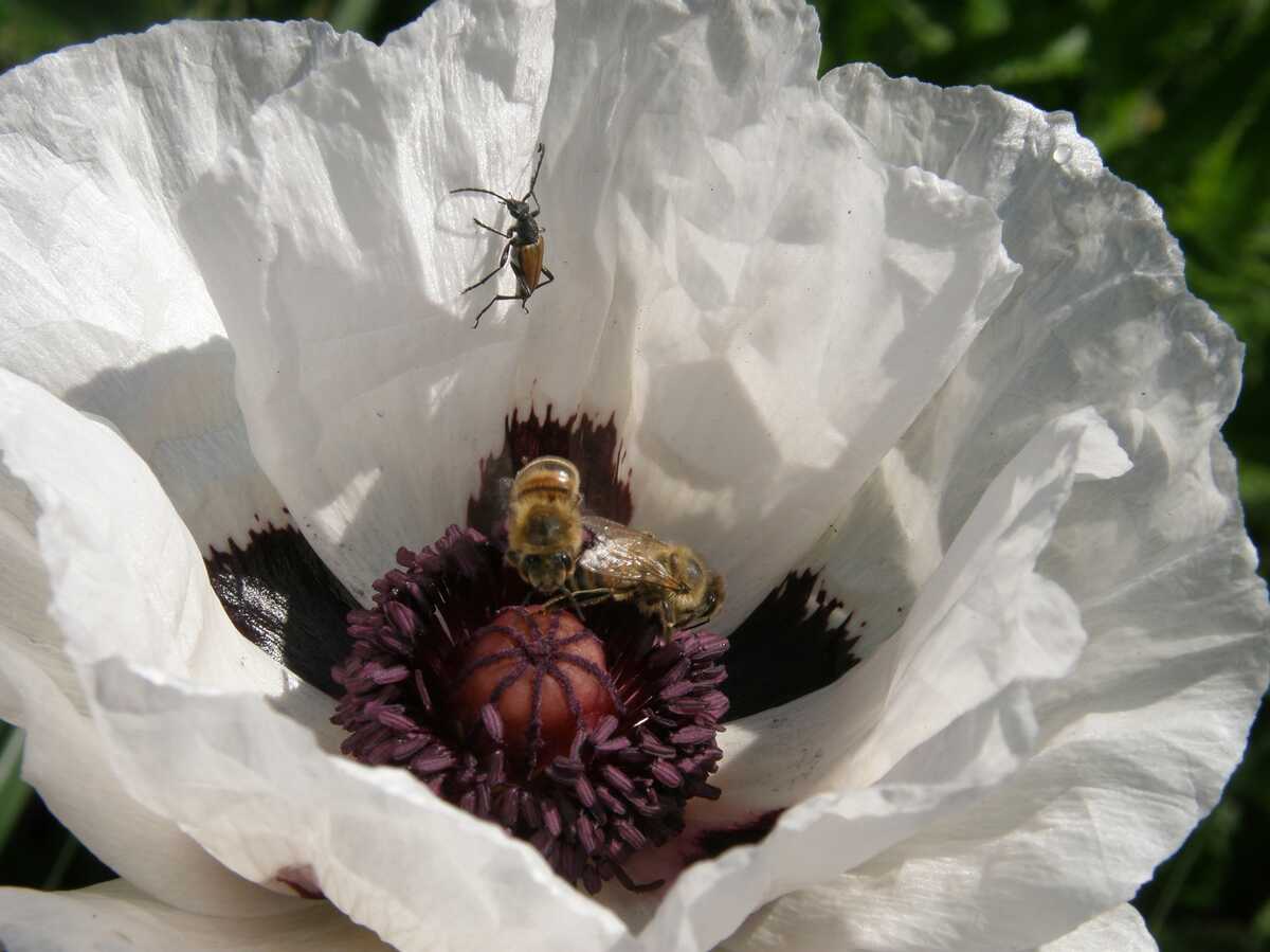 Mac alb - Papaver orientale ‘Royal Wedding’