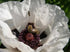 Mac alb - Papaver orientale ‘Royal Wedding’