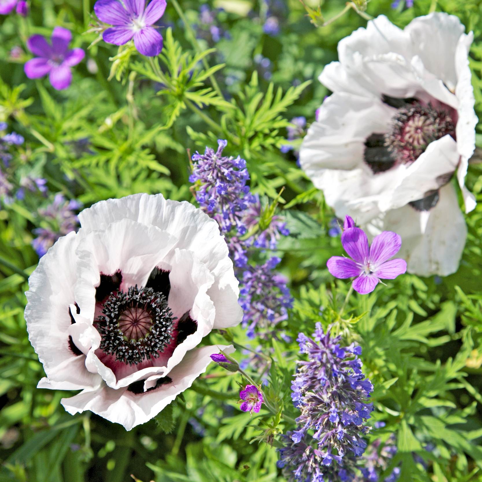 Mac alb - Papaver orientale ‘Royal Wedding’