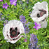 Mac alb - Papaver orientale ‘Royal Wedding’