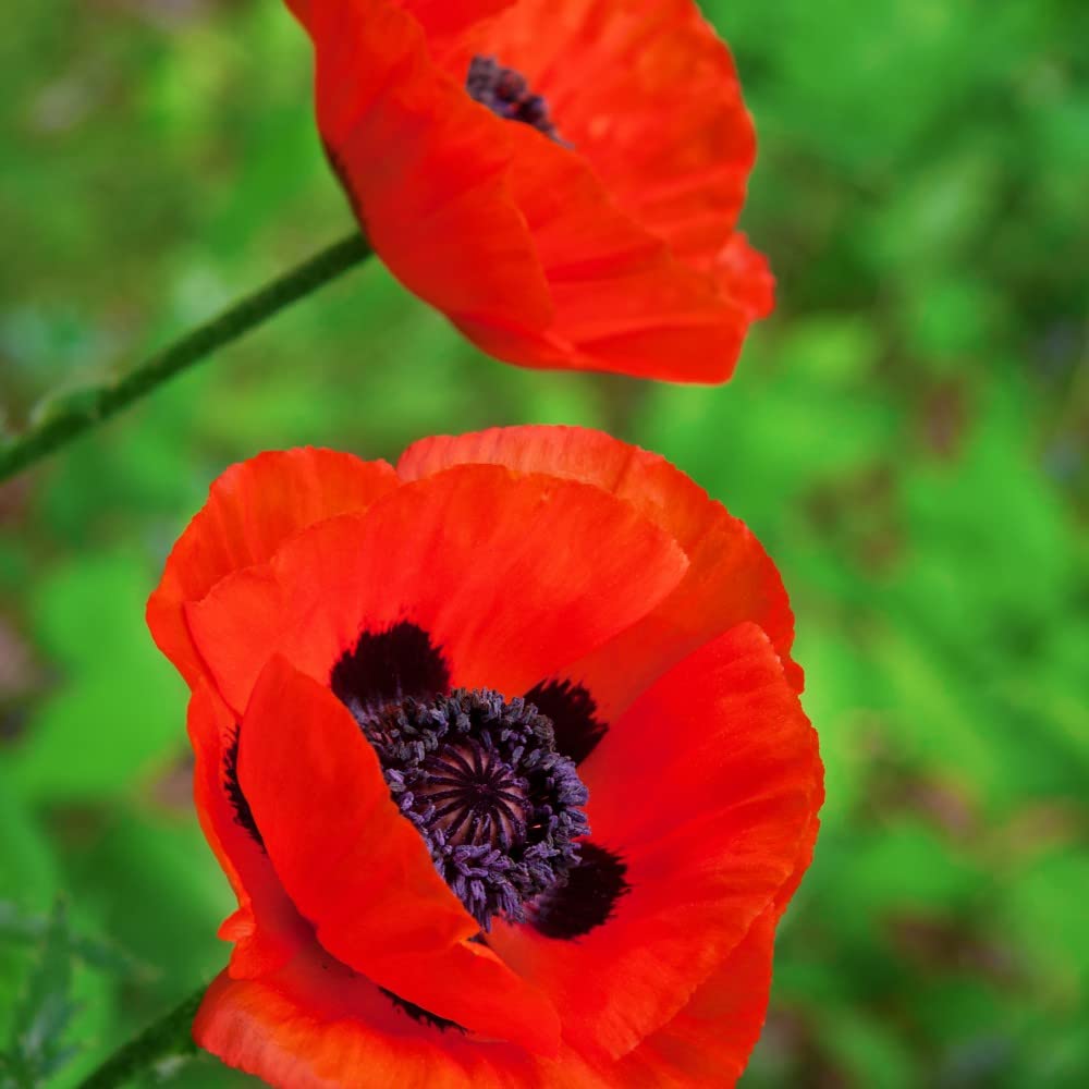 Mac-Papaver orientale 'Brilliant'