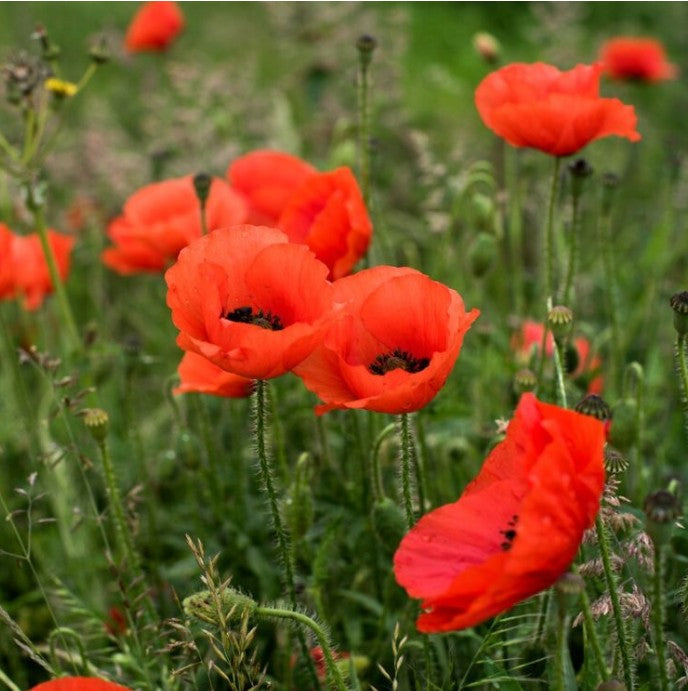 Mac-Papaver orientale 'Brilliant'