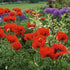 Mac-Papaver orientale 'Brilliant'