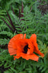 Mac-Papaver orientale 'Brilliant'