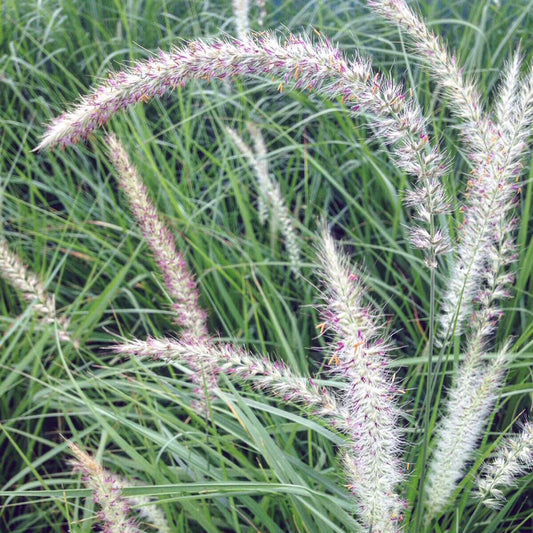 Iarbă decorativă Fairy Tails - Pennisetum alopecuroides Fairy Tails