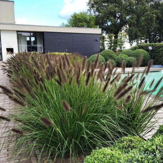 Iarbă decorativă Black Beauty - Pennisetum alopecuroides 'Black Beauty'