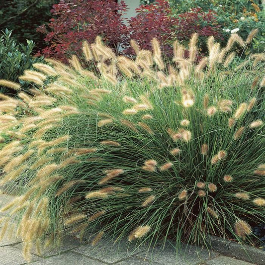 Iarbă decorativă Hameln - Pennisetum alopecuroides 'Hameln'