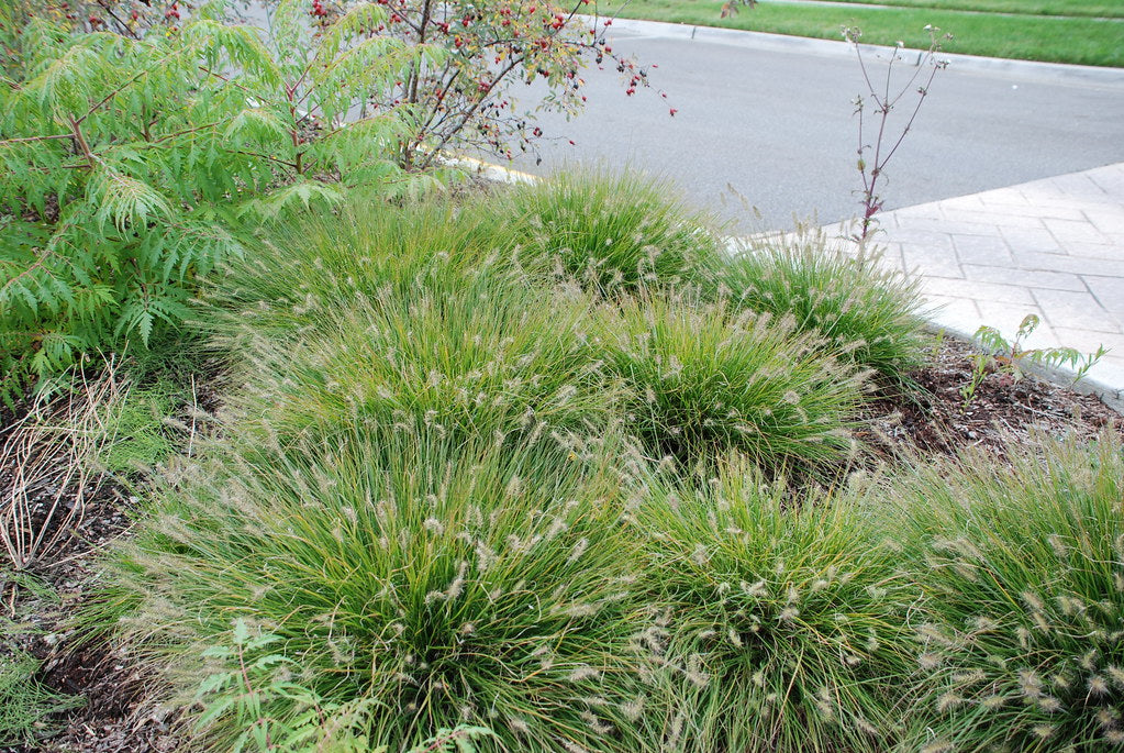 Iarbă decorativă Little Bunny - Pennisetum alopecuroides 'Little Bunny'