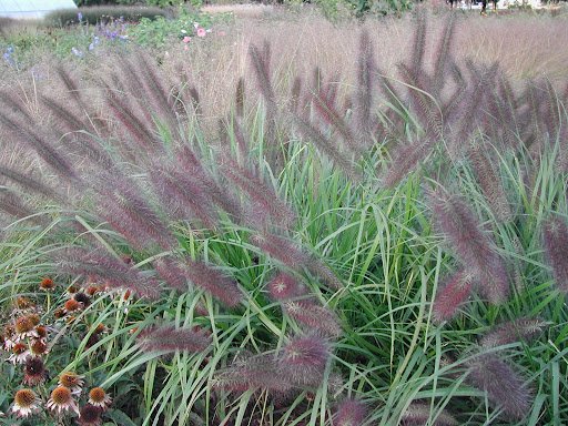 Iarbă decorativă 'Red Head' - Pennisetum alopecuroides 'Red Head'