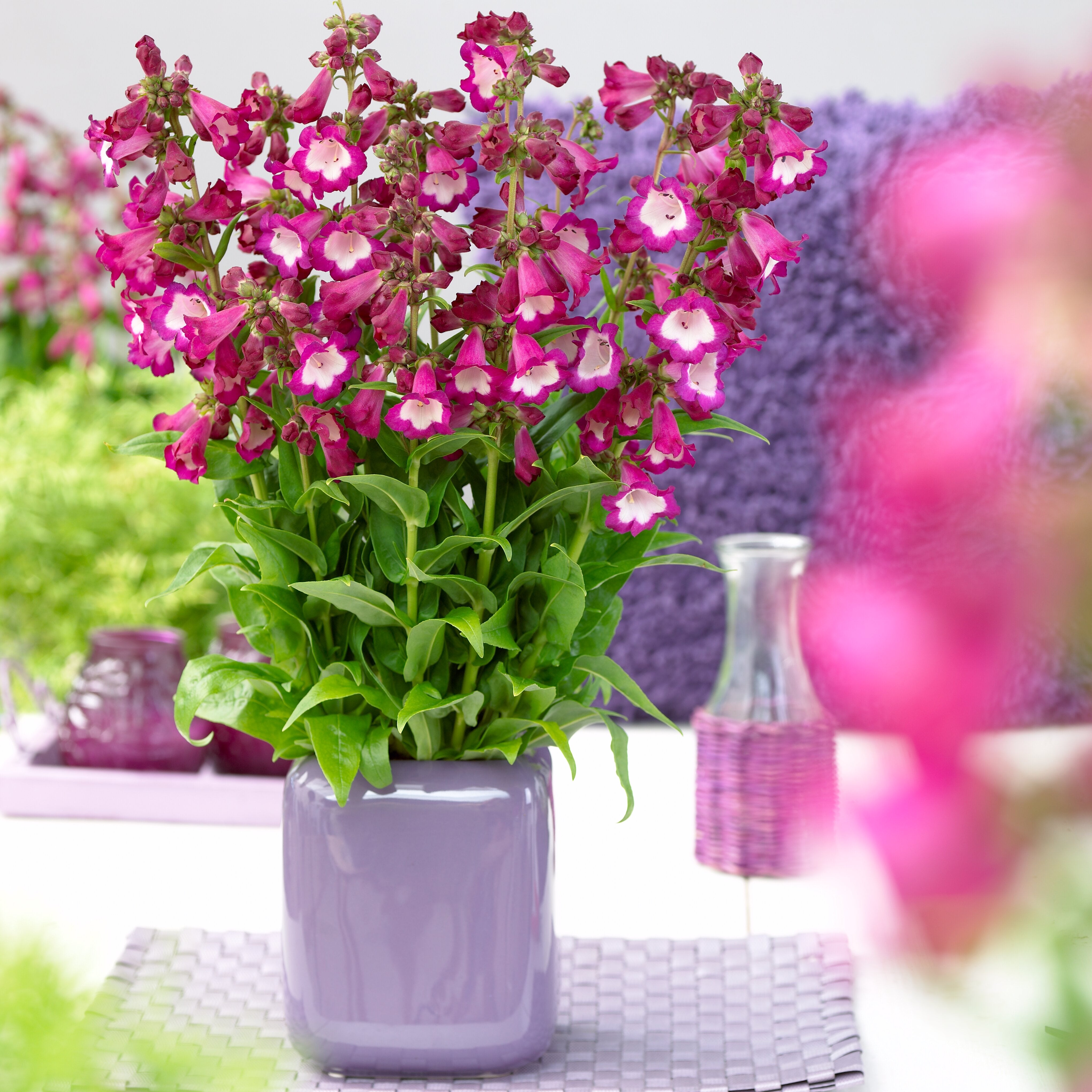 Penstemon - Penstemon hartwegii ‘Polaris Purple’