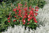Penstemon - Penstemon hartwegii ‘Polaris Red’