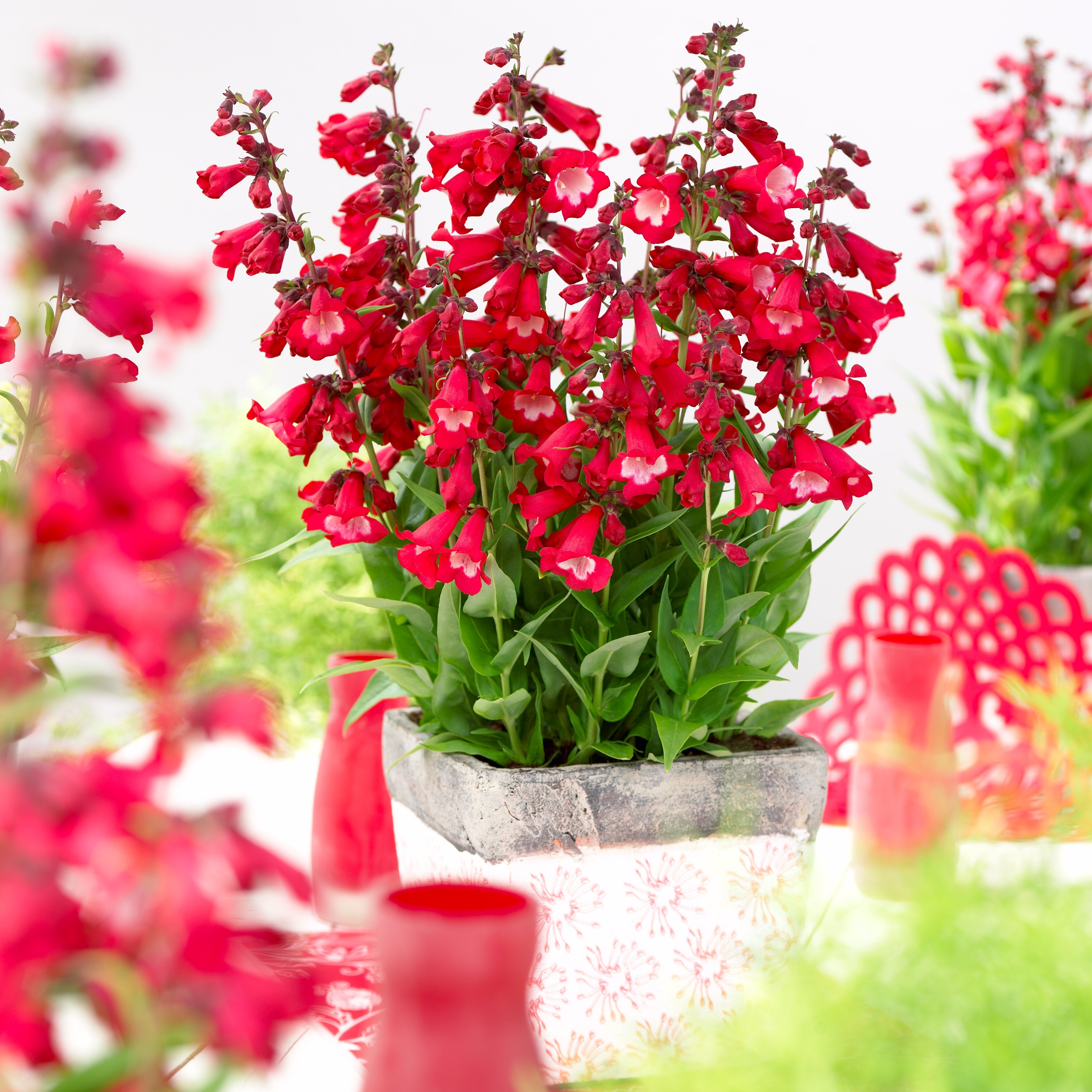 Penstemon - Penstemon hartwegii ‘Polaris Red’