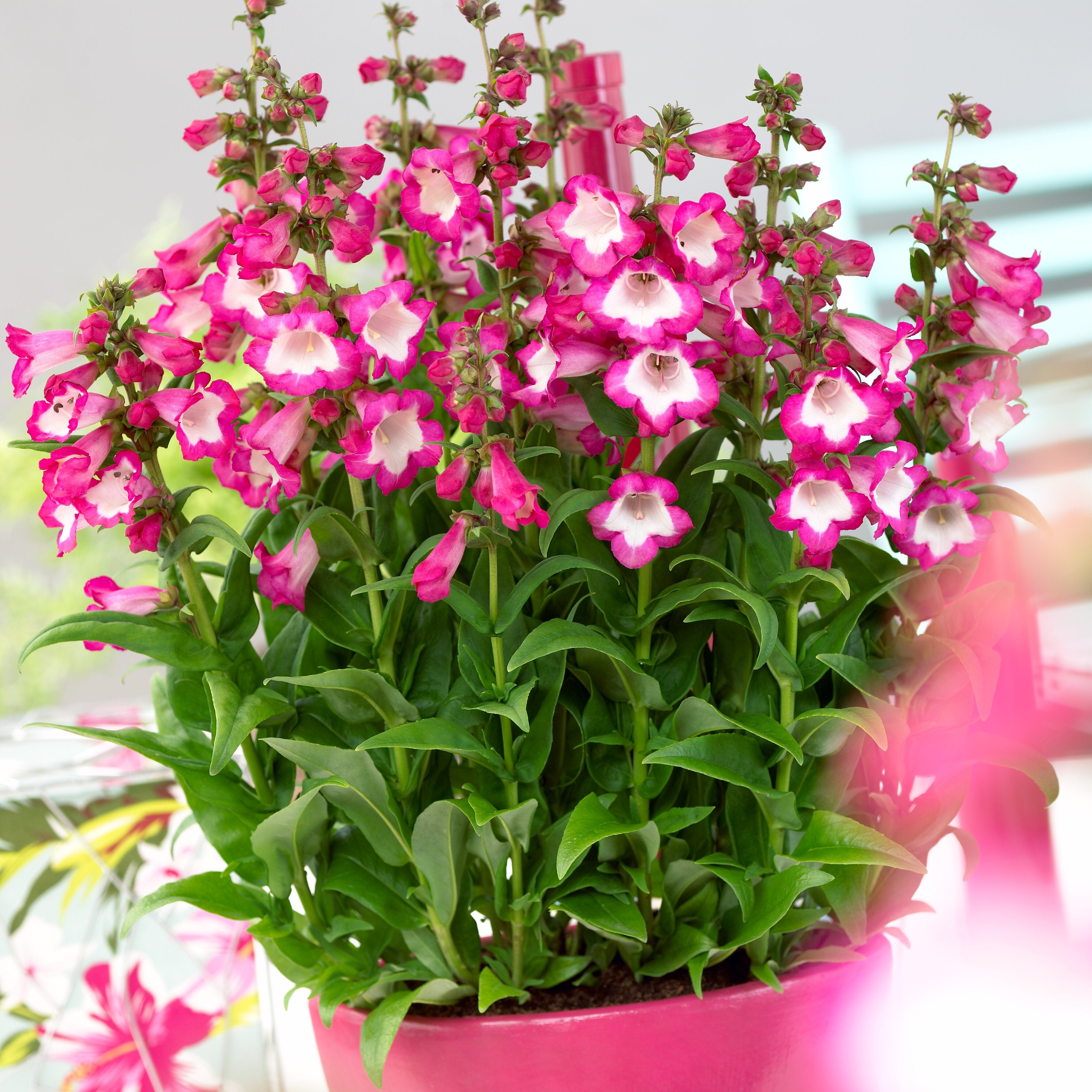 Penstemon - Penstemon hartwegii ‘Polaris Rose’