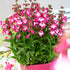 Penstemon - Penstemon hartwegii ‘Polaris Rose’