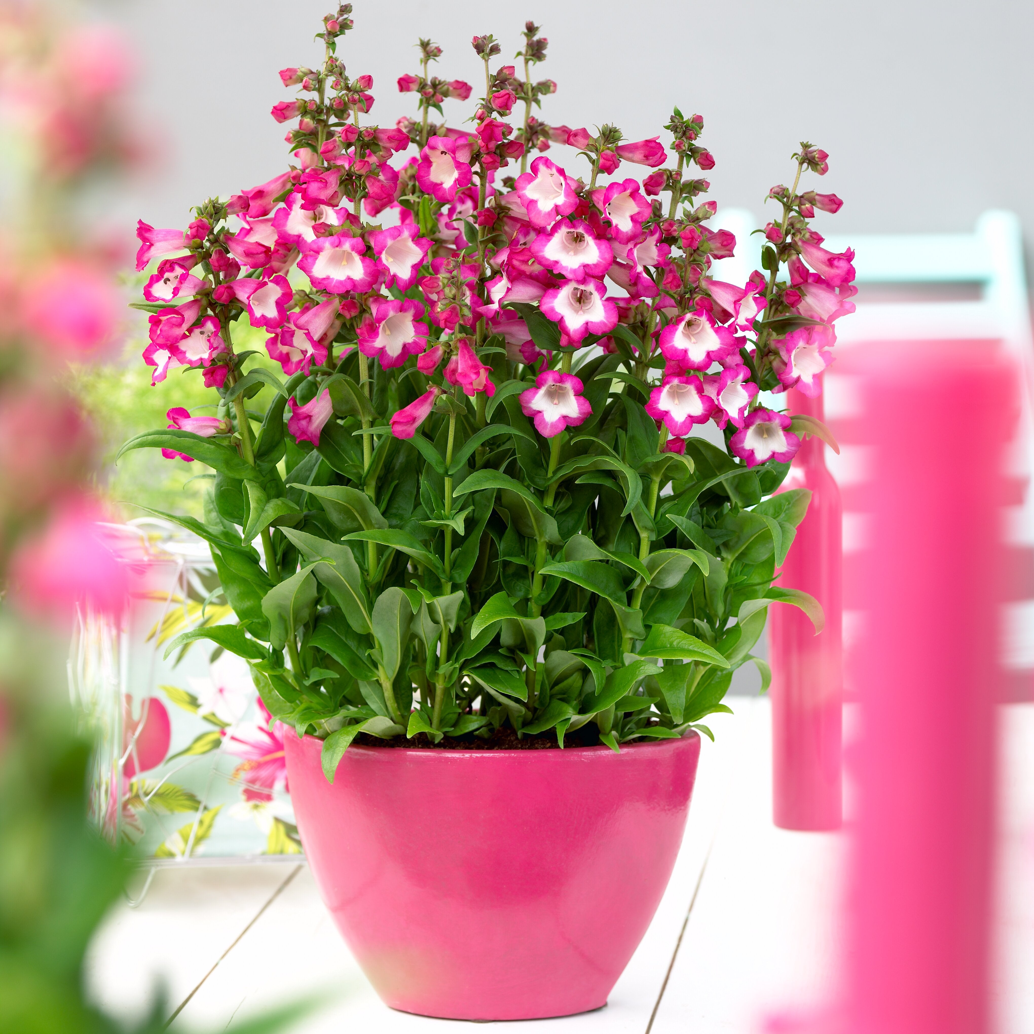 Penstemon - Penstemon hartwegii ‘Polaris Rose’