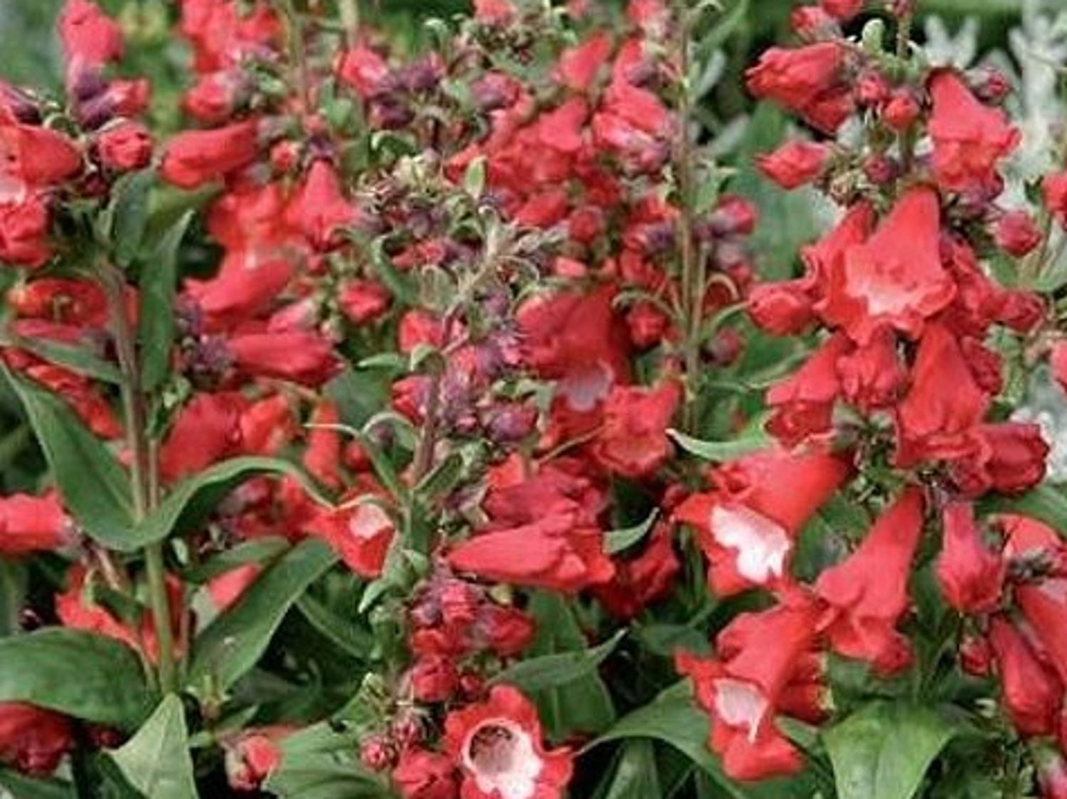 Penstemon - Penstemon hartwegii ‘Polaris Red’