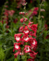 Penstemon - Penstemon hartwegii ‘Polaris Red’