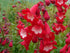 Penstemon - Penstemon hartwegii ‘Polaris Red’