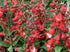 Penstemon - Penstemon hartwegii ‘Polaris Red’