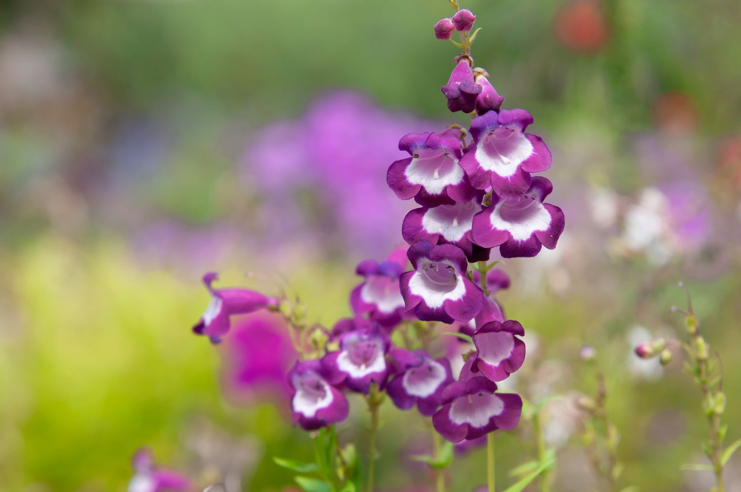 Penstemon - Penstemon hartwegii ‘Polaris Purple’