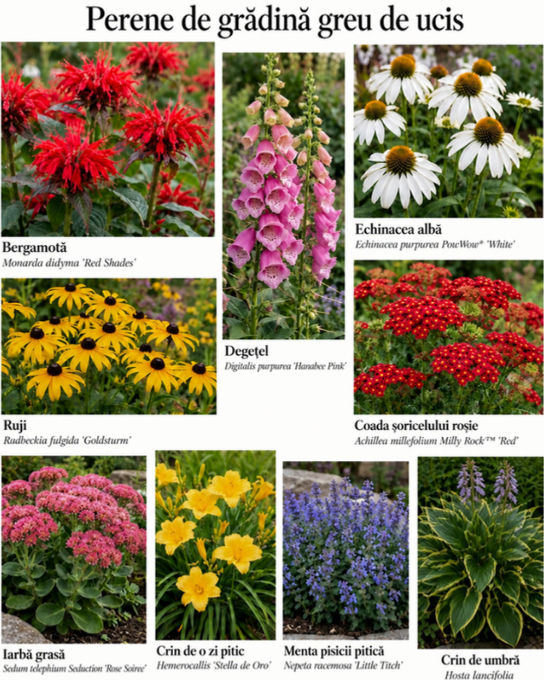 Perene de grădină greu de ucis – 9 perene: bergamotă, degețel, echinacea albă, ruji, coada șoricelului roșie, iarbă grasă, crin de o zi pitic, menta pisicii și crin de umbră Hosta lancifolia