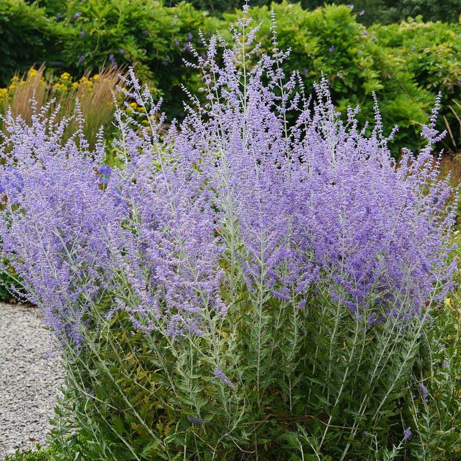 Salvia rusească - Perovskia atriplicifolia Bluesette