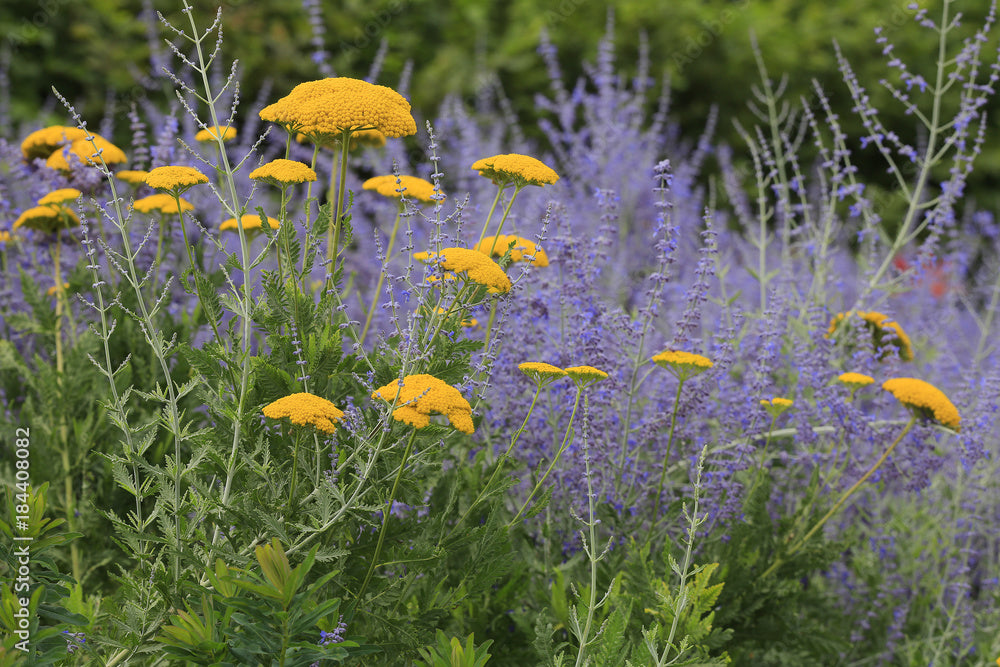 Salvie rusească - Perovskia atriplicifolia 'Blue Spire'